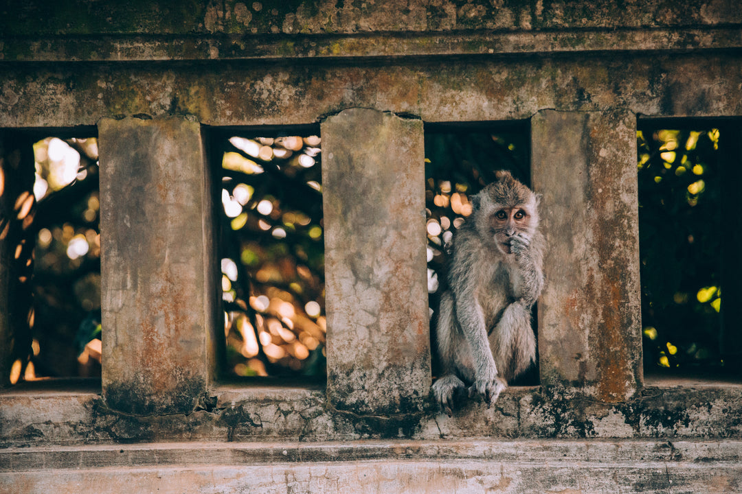 Monkey sitting in a window of an old stone wall