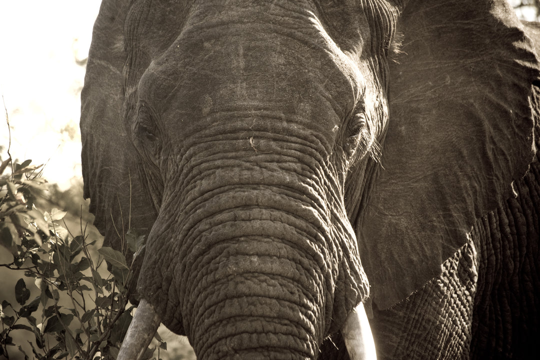 Close-up of an African elephant's face and trunk