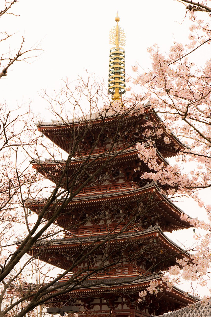 Red five-storey pagoda among cherry blossom branches