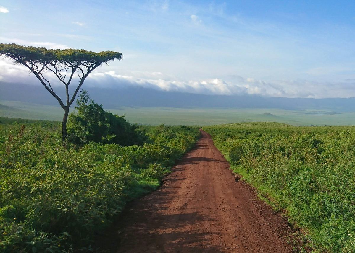 Red dirt road through green scrub with an acacia tree