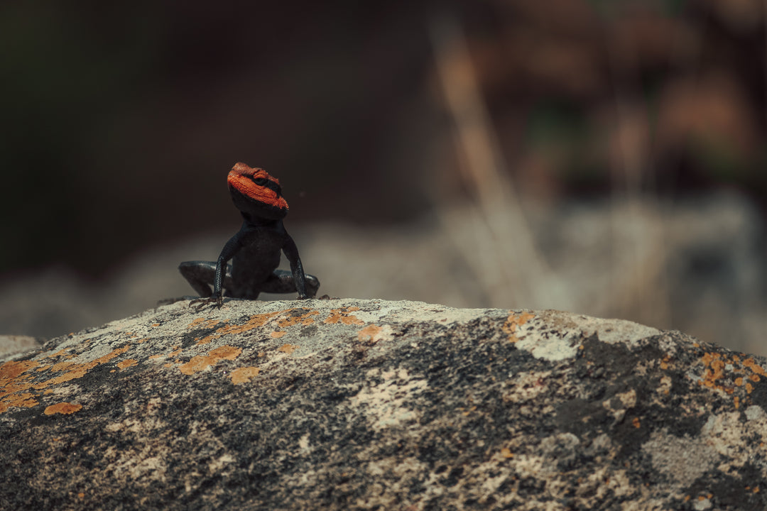 Lizard with an orange-red head resting on a rock