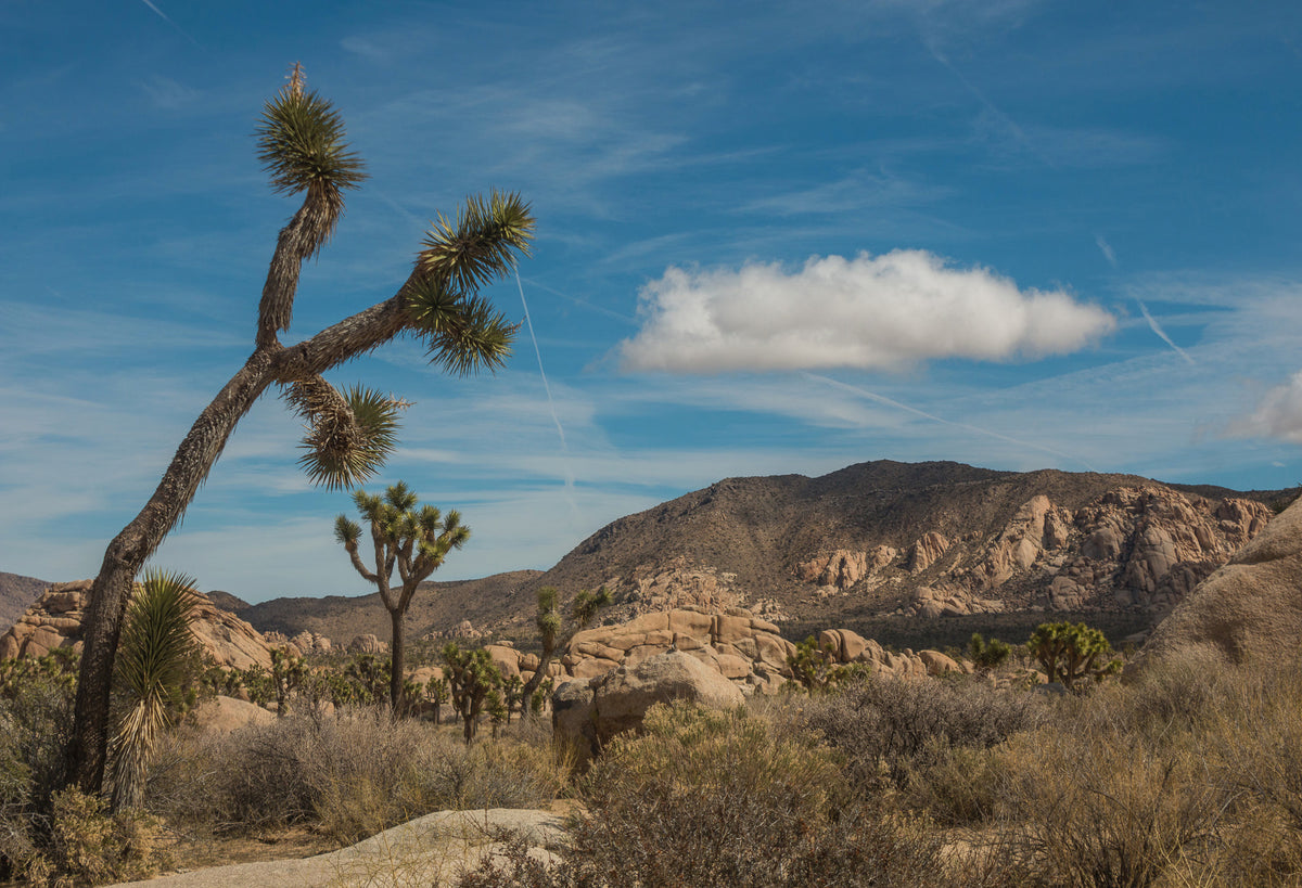 Joshua tree and rocky hills under a blue sky with a single cloud