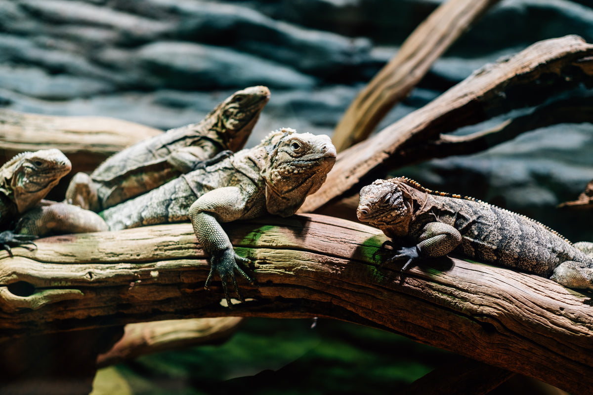Four lizards lying on weathered wooden branches