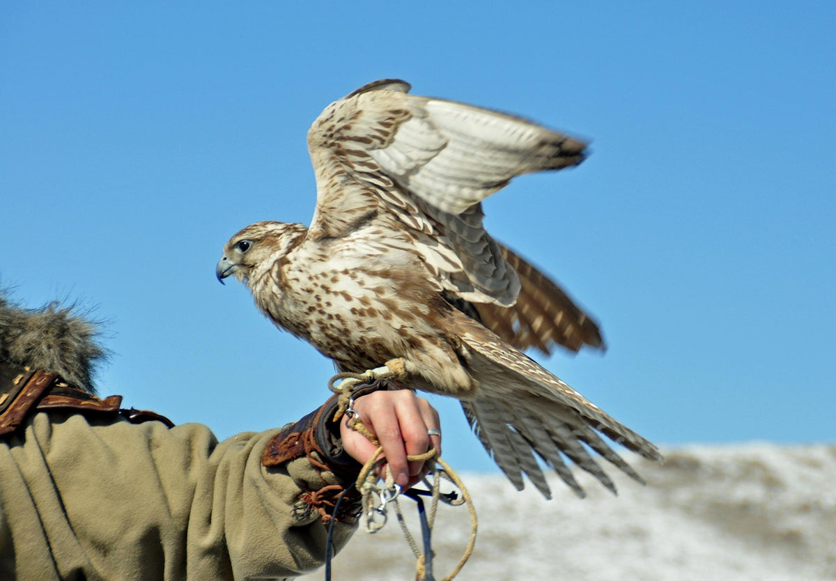 Falcon with outstretched wings perched on a gloved hand