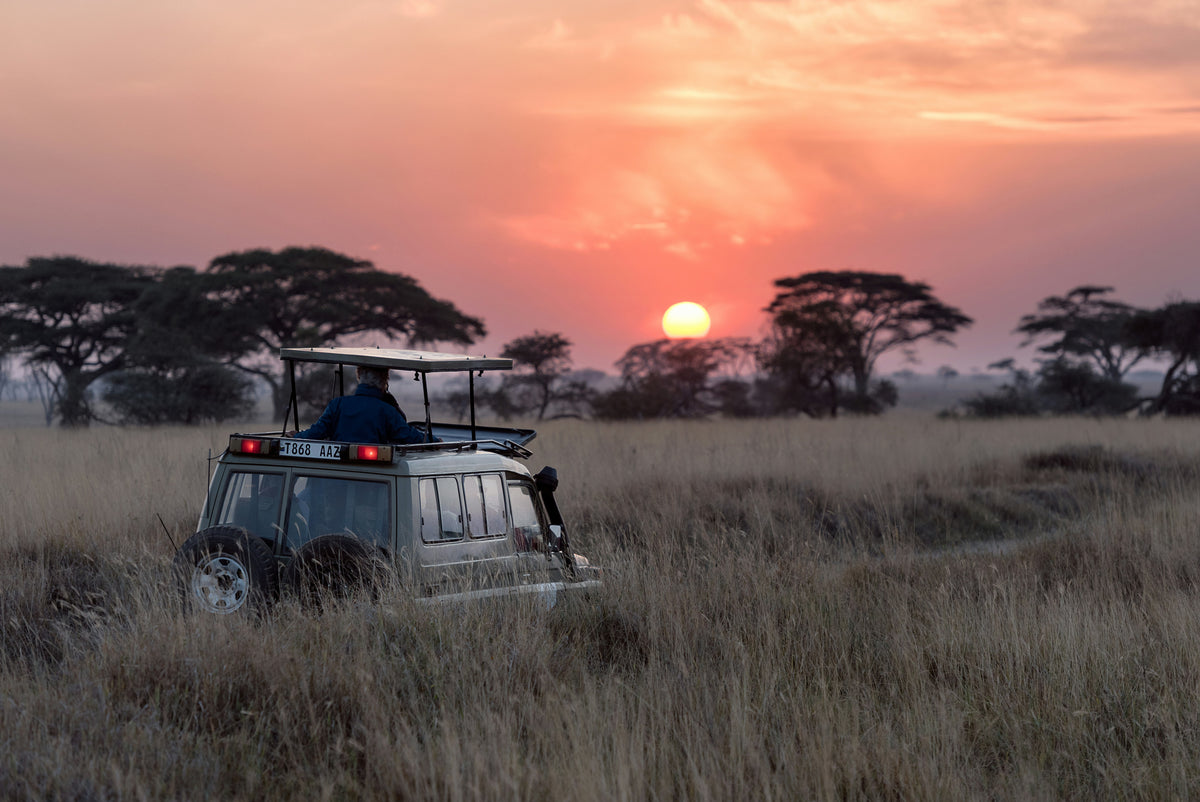 Safari vehicle in tall grass at sunset with acacia trees
