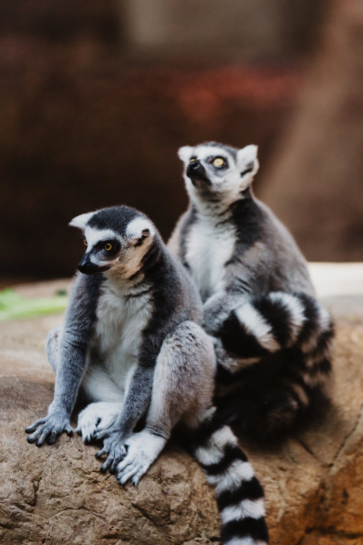 Two ring-tailed lemurs sitting on a rock