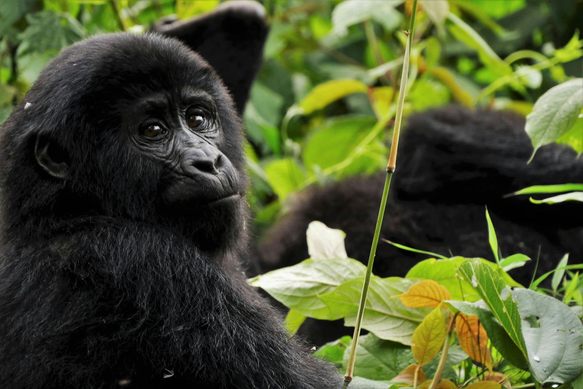 Young gorilla sitting among green leaves