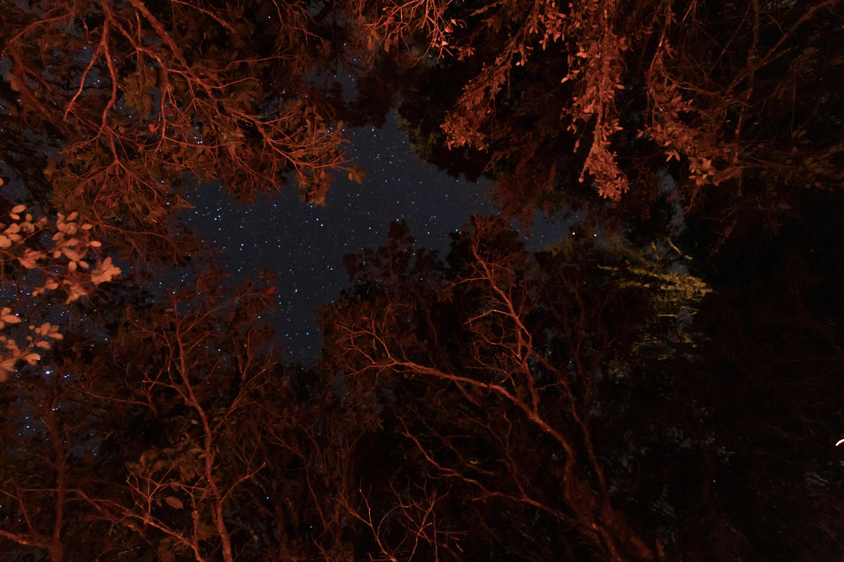Red-lit tree branches framing a starry night sky