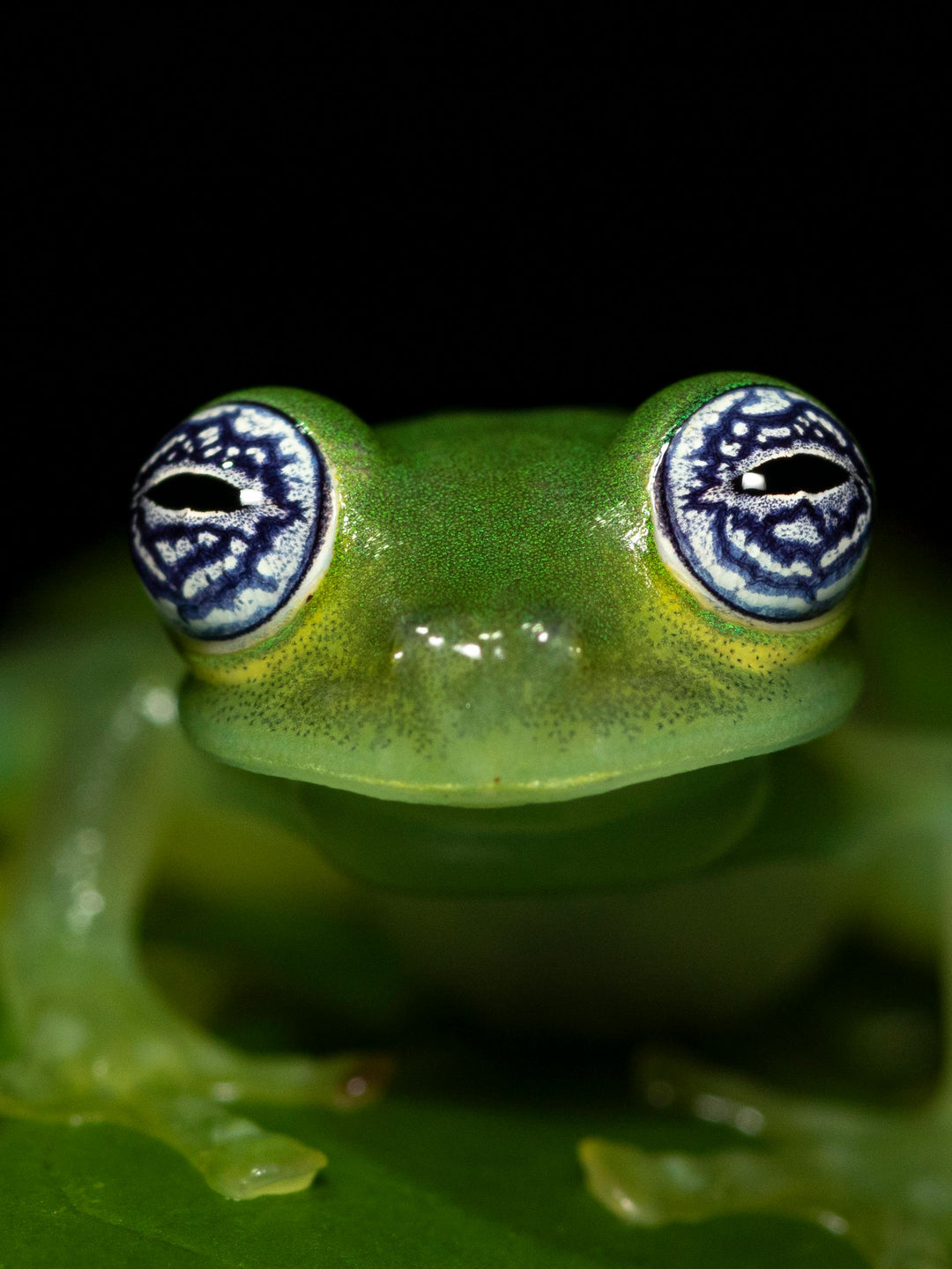 Close-up of a green tree frog with striking patterned eyes