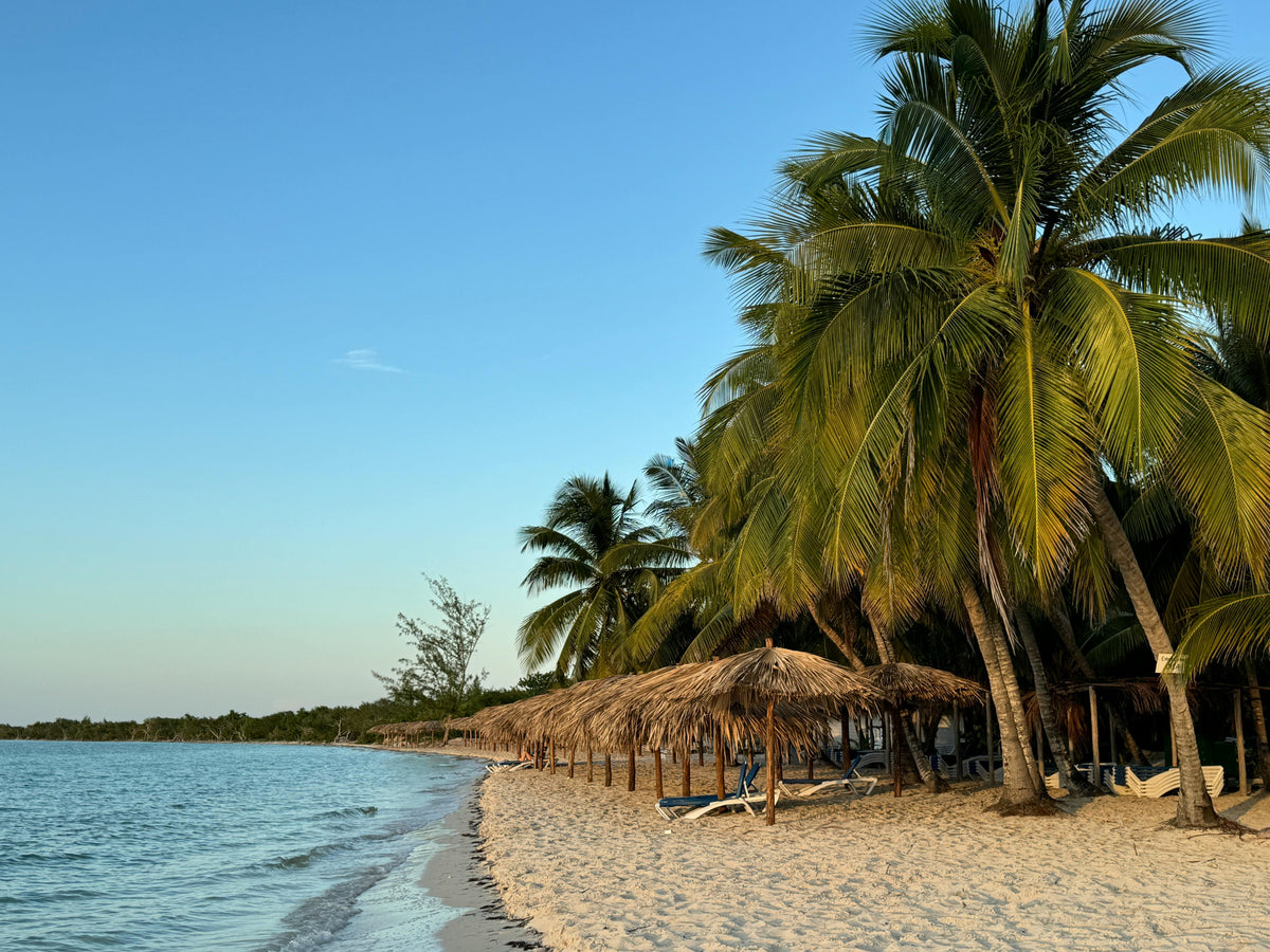 Palm trees and thatched umbrellas on a quiet sandy beach