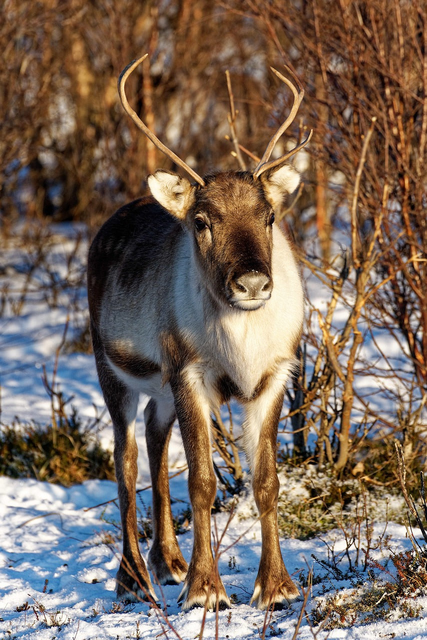 Reindeer with antlers standing on snowy ground among bare shrubs