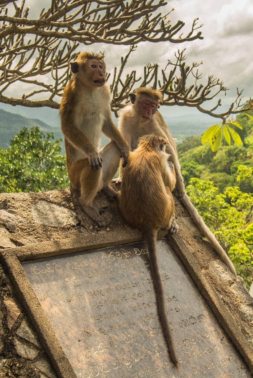 Three monkeys sitting on an old stone wall beneath bare branches